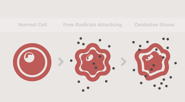 Free Radicals in Skincare: Why They Matter